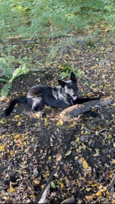Emma, schwarzer Schäferhund, entspannt im Herbstlaub