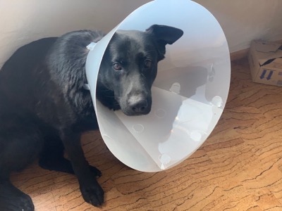 Emma, schwarzer Schäferhund, mit OP-Trichter nach einem Eingriff